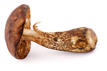 Image showing Brown Cap Boletus