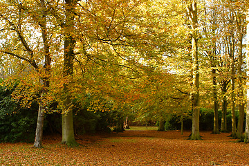 Image showing Autumn