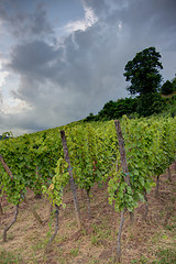 Image showing Alsace landscape and vinewyard