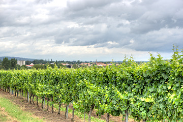 Image showing Alsace landscape and vinewyard