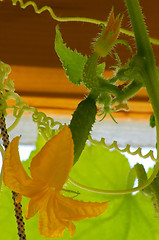 Image showing Flowering cucumber