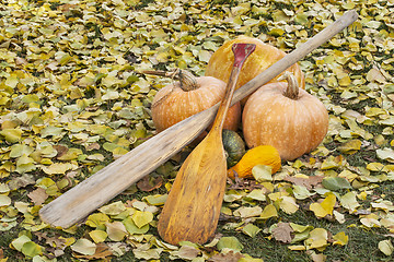 Image showing old paddles and pumpkin