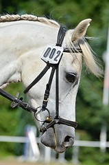 Image showing Beautiful Arab horse