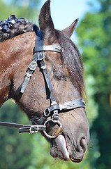 Image showing Head portrait of a beautiful powerful horse