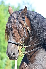 Image showing Beautiful powerful draft horse