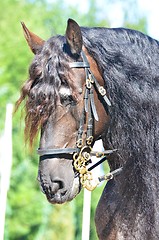 Image showing Beautiful powerful dun coloured draft horse