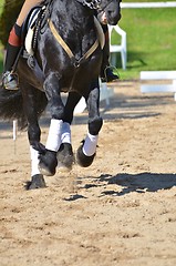 Image showing Horse performing dressage manouevres