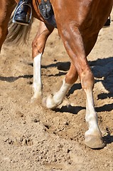 Image showing Legs of a horse doing dressage