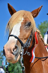 Image showing Chestnut horse with a winners rosette