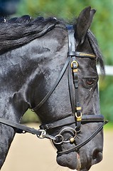 Image showing Head of a black horse