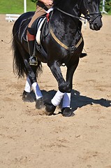 Image showing Horse wearing leg bandages