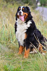 Image showing Bernese Mountain Dog