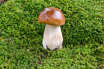 Image showing porcino penny bun boletus edulis cep mushroom 