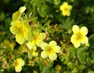 Image showing Summer flowers