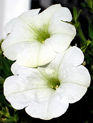 Image showing Twin white flowers