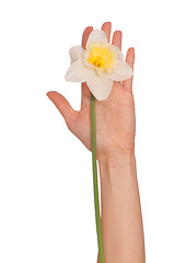 Image showing white narcissus