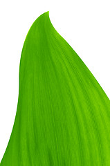 Image showing green leaf