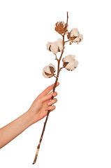 Image showing Cotton branch