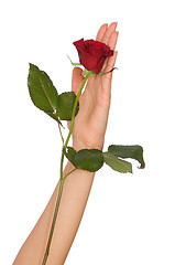 Image showing red rose