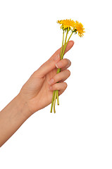 Image showing yellow dandelions