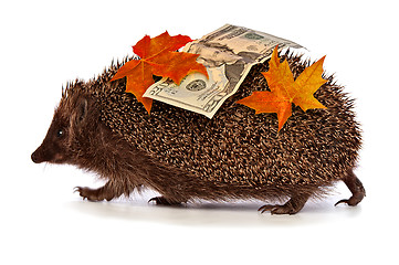 Image showing hedgehog with dollars profit