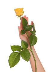 Image showing yellow rose