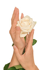 Image showing white rose