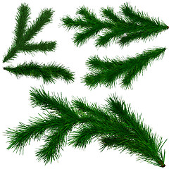 Image showing set of Christmas tree fir branches