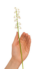 Image showing lily of the valley