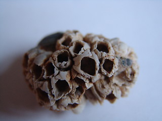 Image showing CLUSTER OF BARNACLES