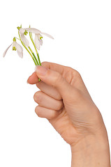 Image showing snowdrops