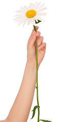 Image showing white daisy