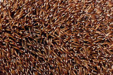 Image showing Prickles of a hedgehog