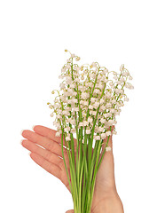 Image showing lily of the valley