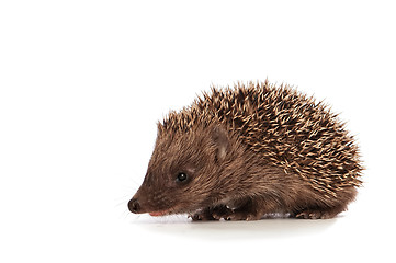 Image showing Small hedgehog