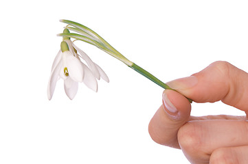 Image showing snowdrop