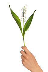 Image showing lily of the valley