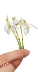 Image showing snowdrop