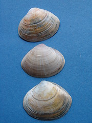 Image showing THREE SHELLS