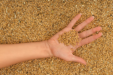 Image showing great wheat