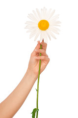 Image showing white daisy