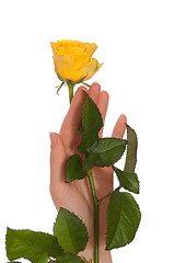 Image showing yellow rose