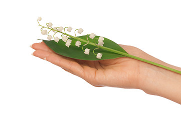 Image showing lily of the valley