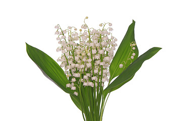 Image showing lily of the valley