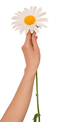 Image showing big white daisy