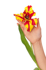 Image showing colored tulip