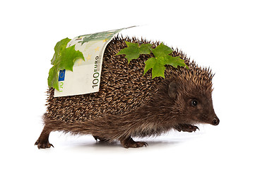 Image showing hedgehog with euro profit