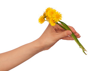 Image showing yellow dandelions