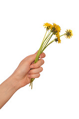 Image showing yellow dandelions