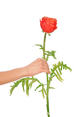 Image showing Poppy - flower